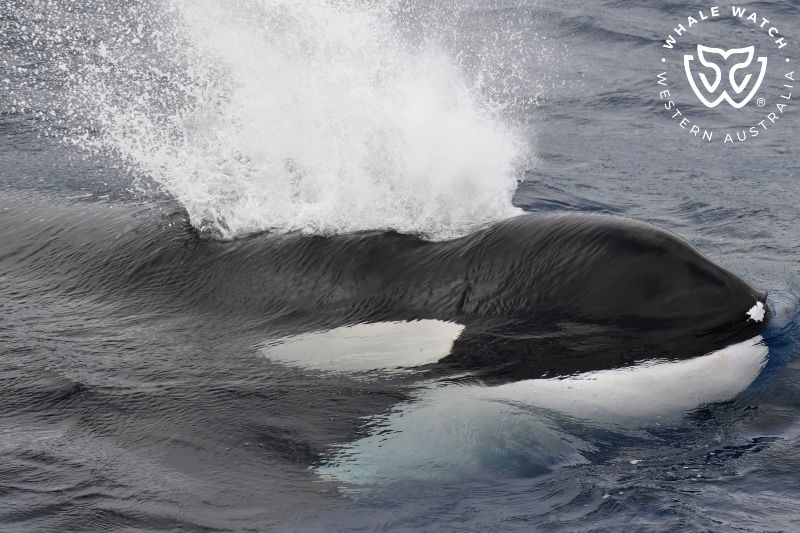 Whale Watch Western Australia