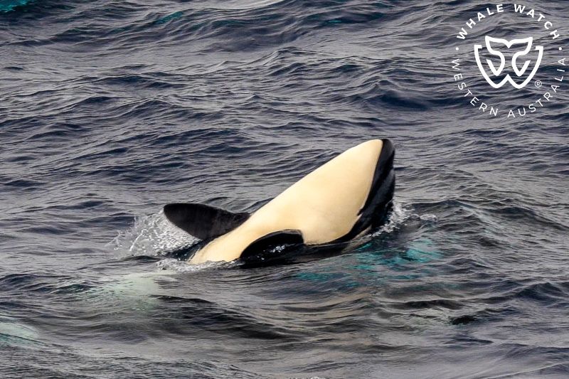 Whale Watch Western Australia
