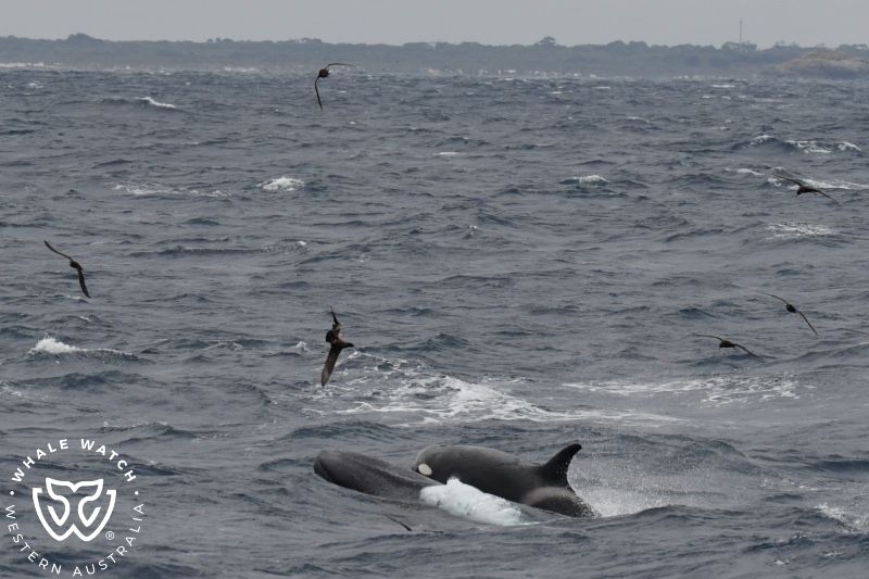 Whale Watch Western Australia