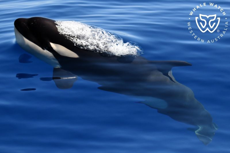 Whale Watch Western Australia