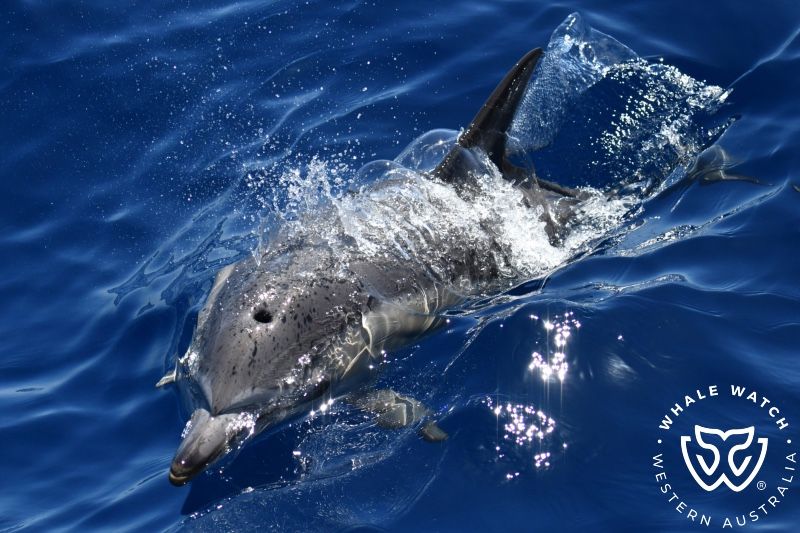Whale Watch Western Australia