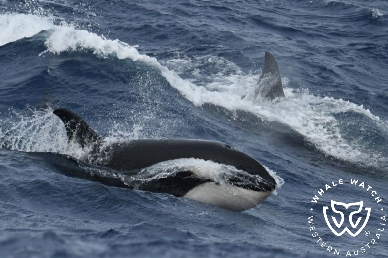 Whale Watch Western Australia