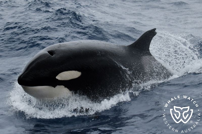 Whale Watch Western Australia