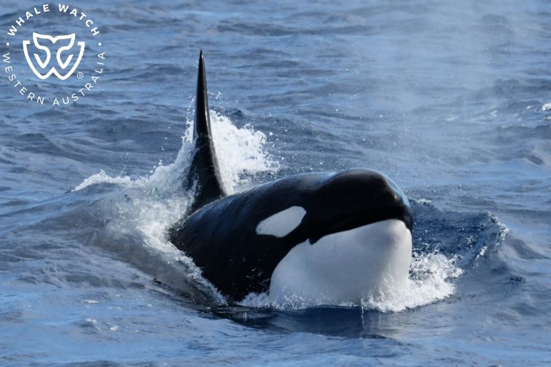 Whale Watch Western Australia