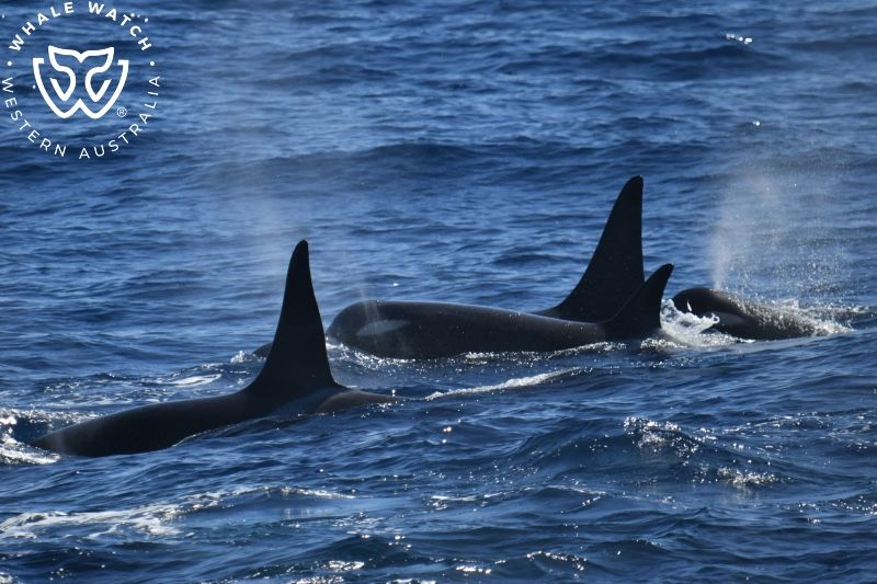 Whale Watch Western Australia