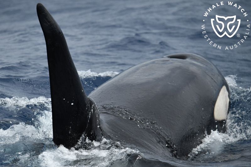 Whale Watch Western Australia