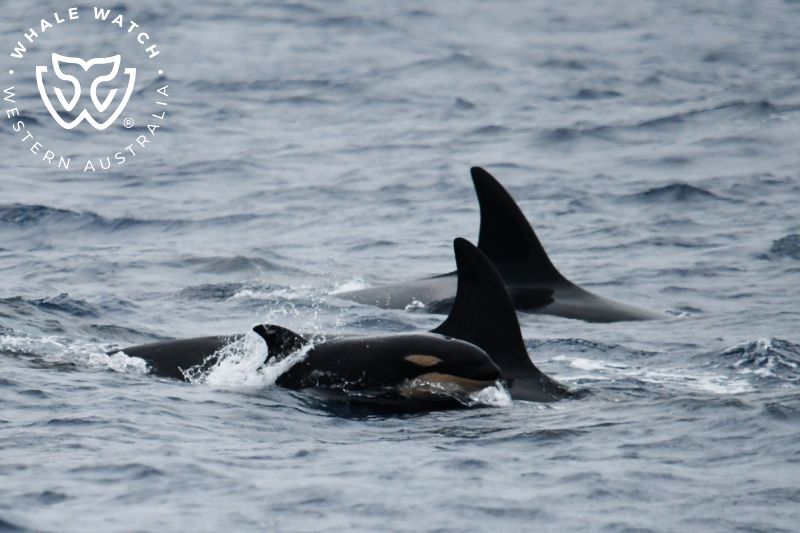 Whale Watch Western Australia