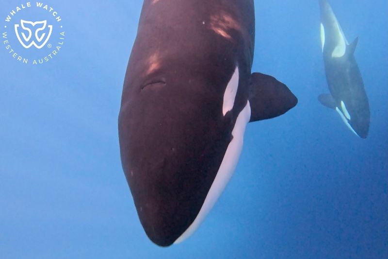 Whale Watch Western Australia