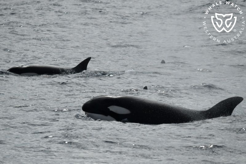 Whale Watch Western Australia