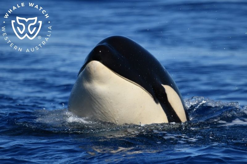 Whale Watch Western Australia