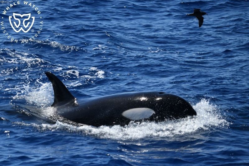 Whale Watch Western Australia