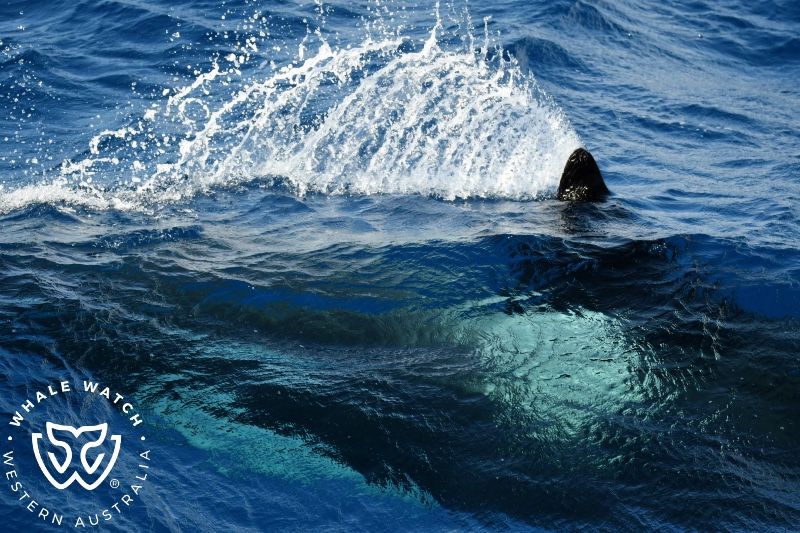 Whale Watch Western Australia