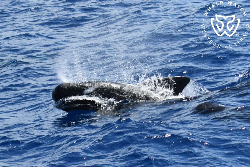 Whale Watch Western Australia