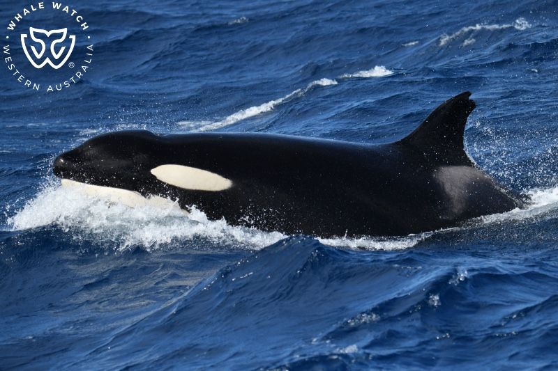 Whale Watch Western Australia