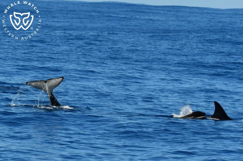 Whale Watch Western Australia