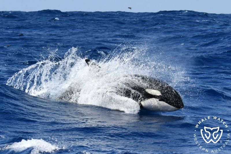 Whale Watch Western Australia