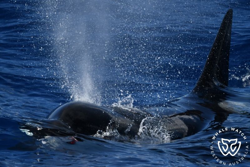 Whale Watch Western Australia