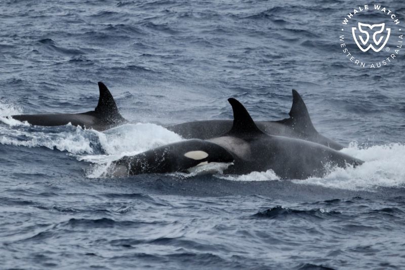 Whale Watch Western Australia