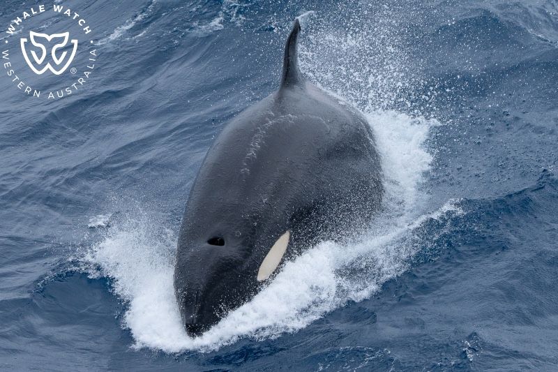 Whale Watch Western Australia