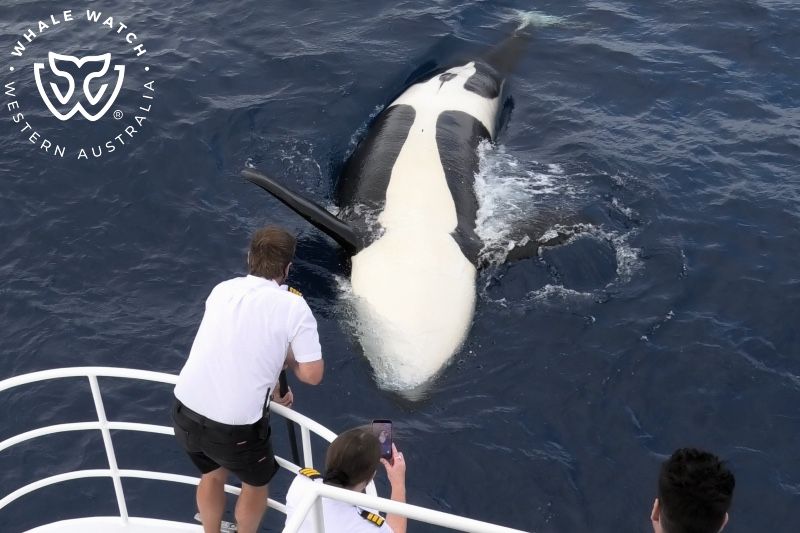 Whale Watch Western Australia