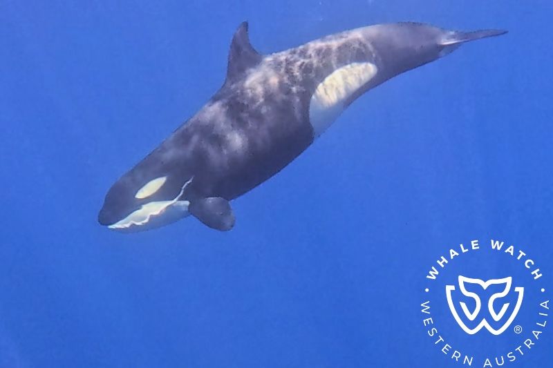 Whale Watch Western Australia