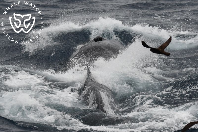 Whale Watch Western Australia