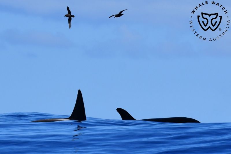 Whale Watch Western Australia