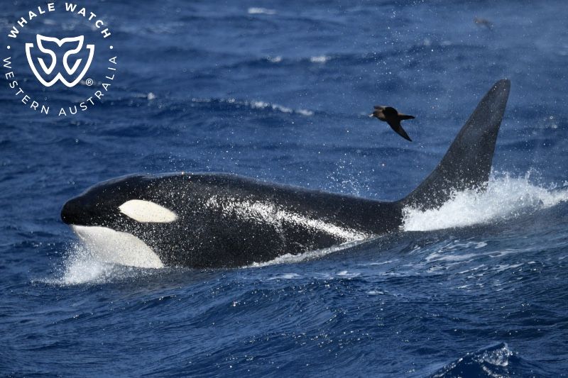 Whale Watch Western Australia