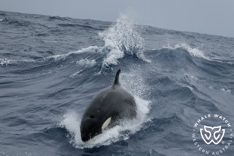 Whale Watch Western Australia