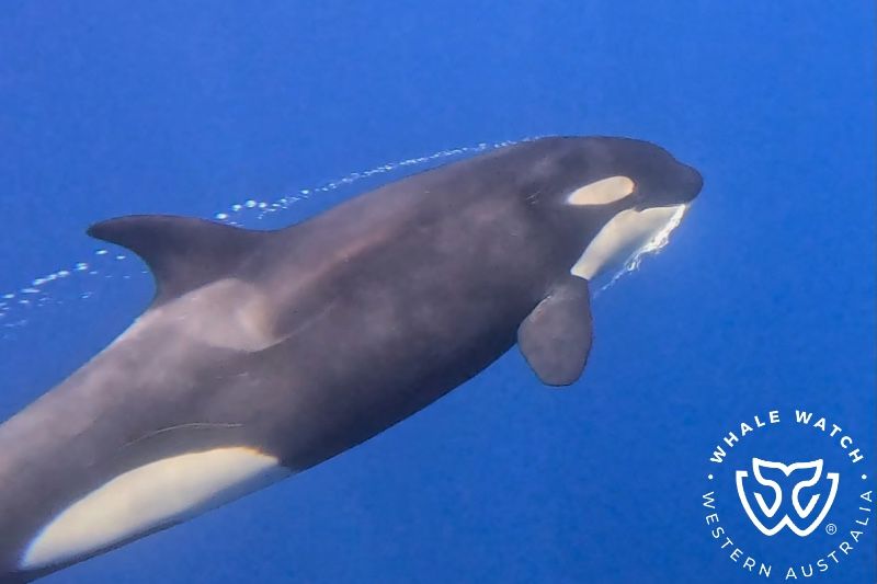 Whale Watch Western Australia