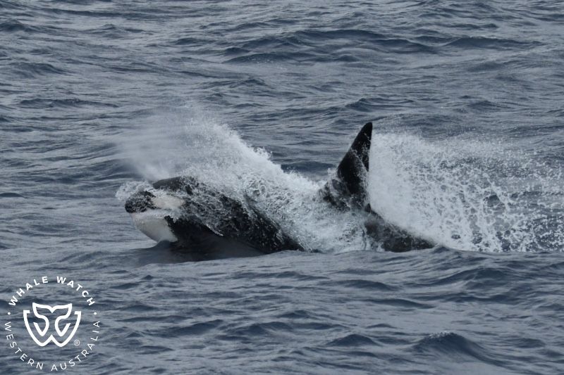 Whale Watch Western Australia