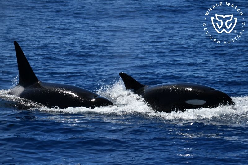 Whale Watch Western Australia