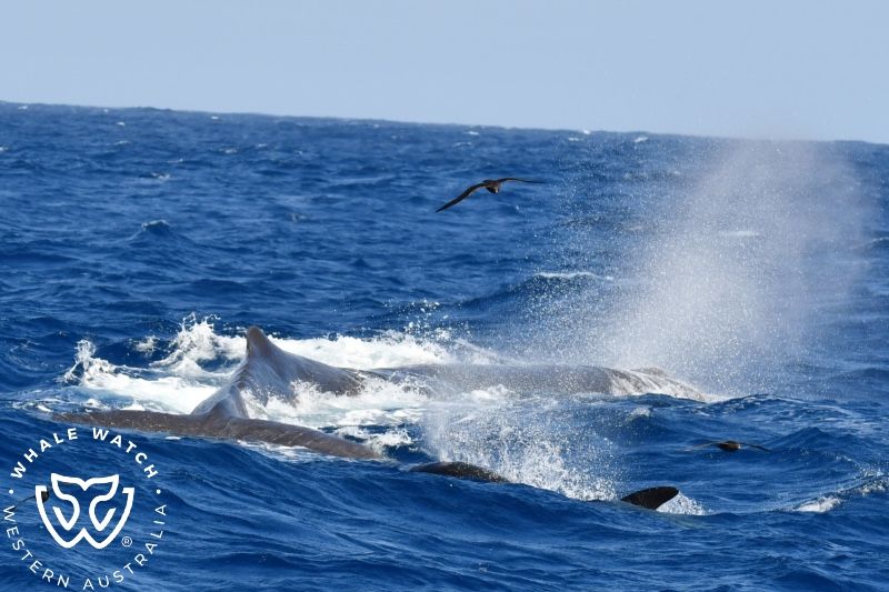 Whale Watch Western Australia