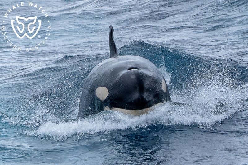Whale Watch Western Australia