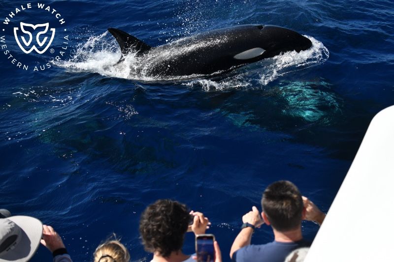 Whale Watch Western Australia