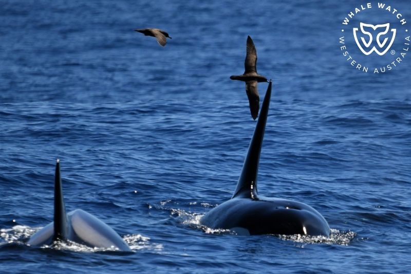 Whale Watch Western Australia