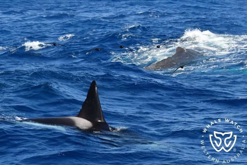 Whale Watch Western Australia