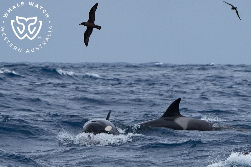 Whale Watch Western Australia