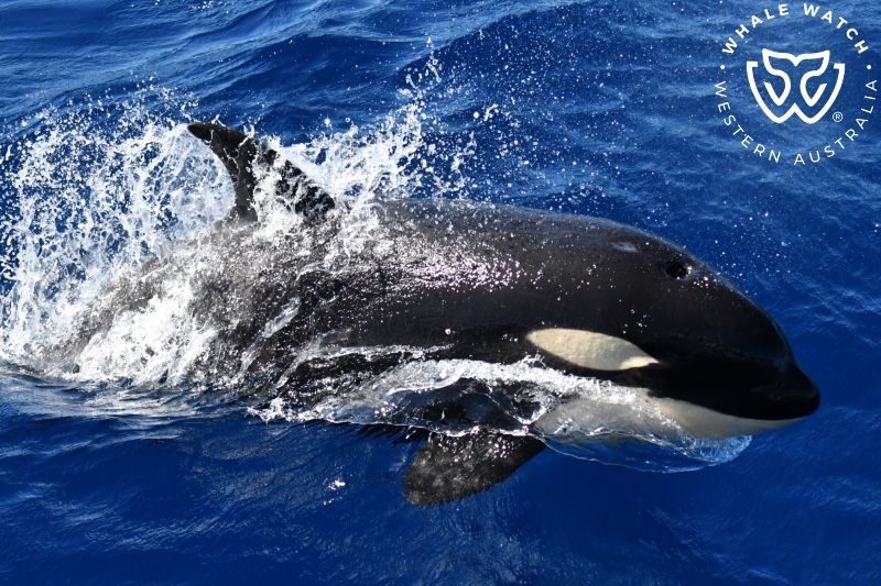 Whale Watch Western Australia