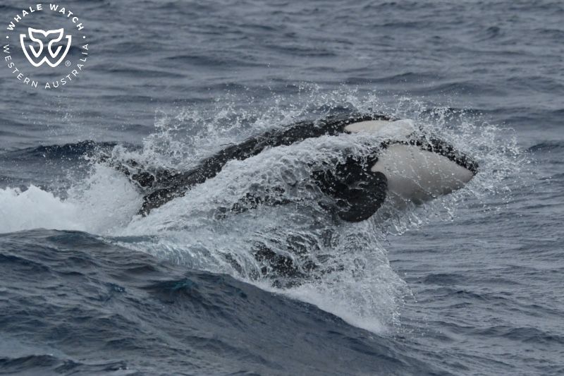 Whale Watch Western Australia