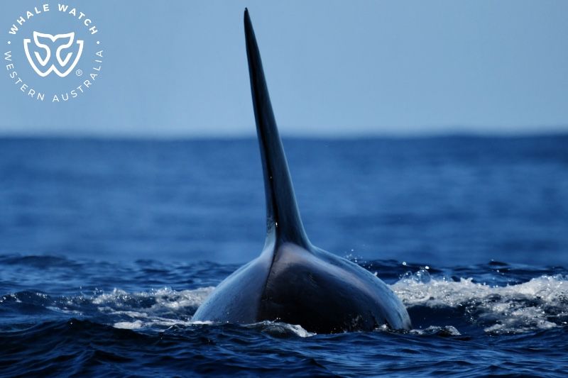Whale Watch Western Australia