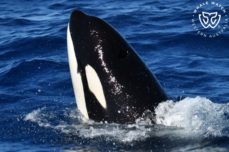 Whale Watch Western Australia