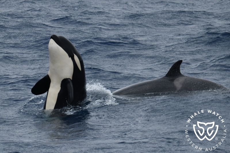 Whale Watch Western Australia