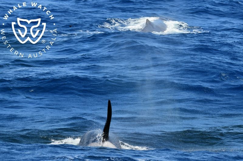Whale Watch Western Australia