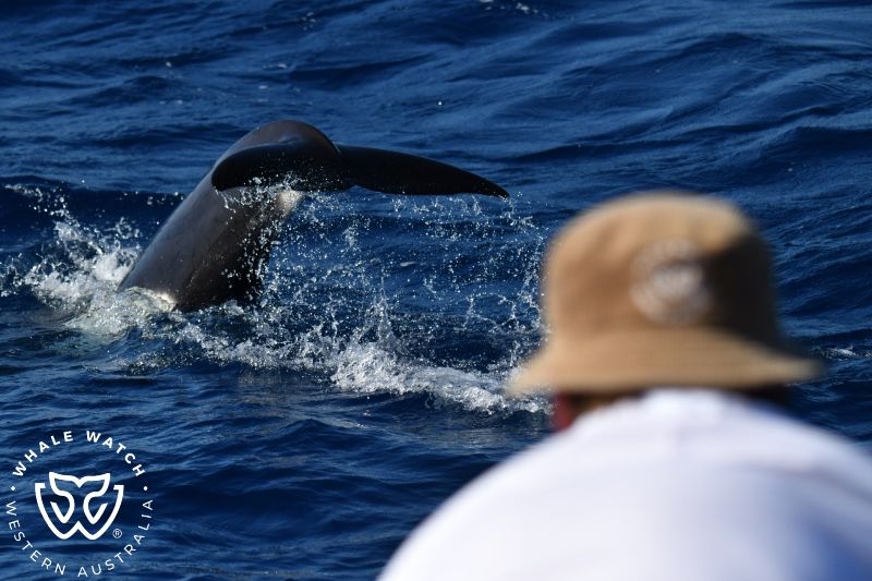 Whale Watch Western Australia