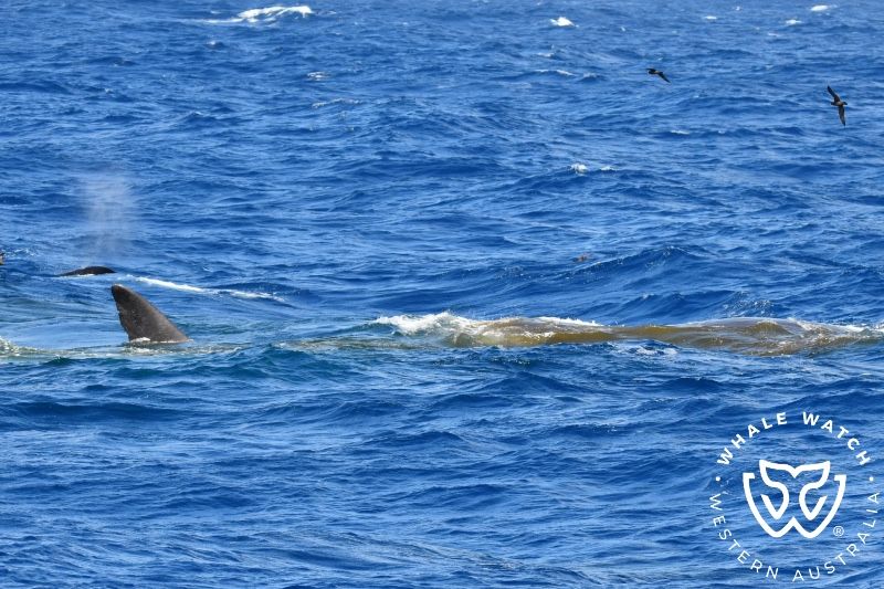 Whale Watch Western Australia
