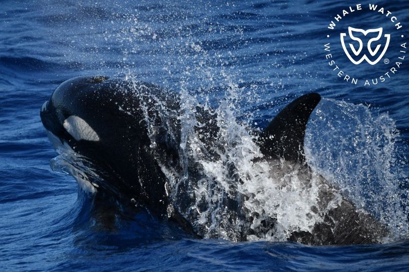 Whale Watch Western Australia