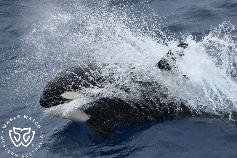 Whale Watch Western Australia