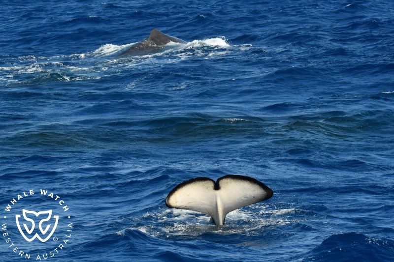 Whale Watch Western Australia