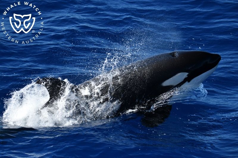 Whale Watch Western Australia
